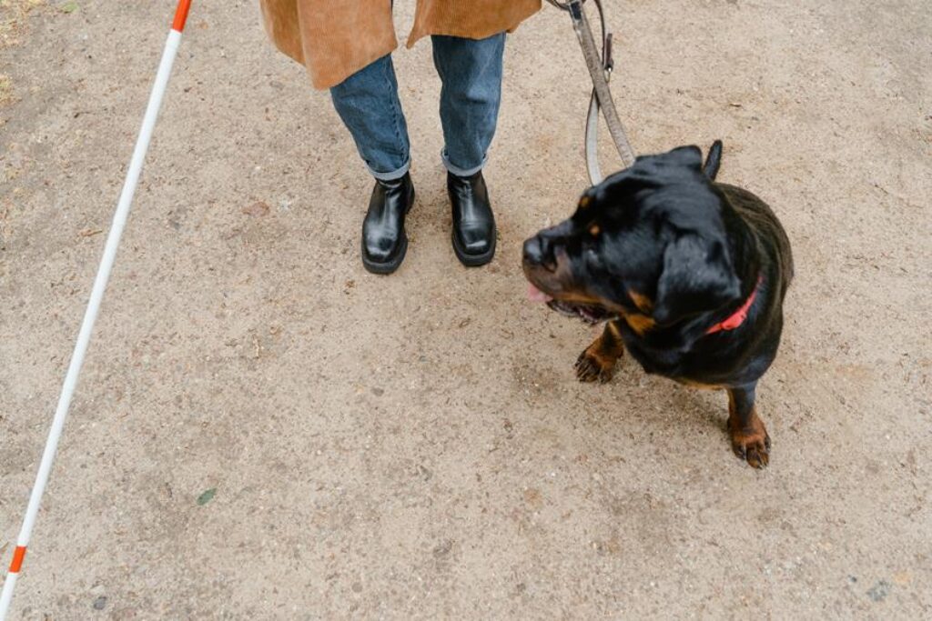 How Do You Choose a Safe and Comfortable Dog Leash? How Do You Choose a Safe and Comfortable Dog Leash?